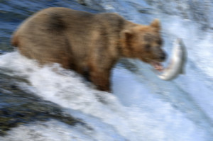 bear-catch-blurred