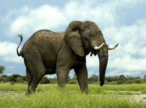 elephant-standing-still