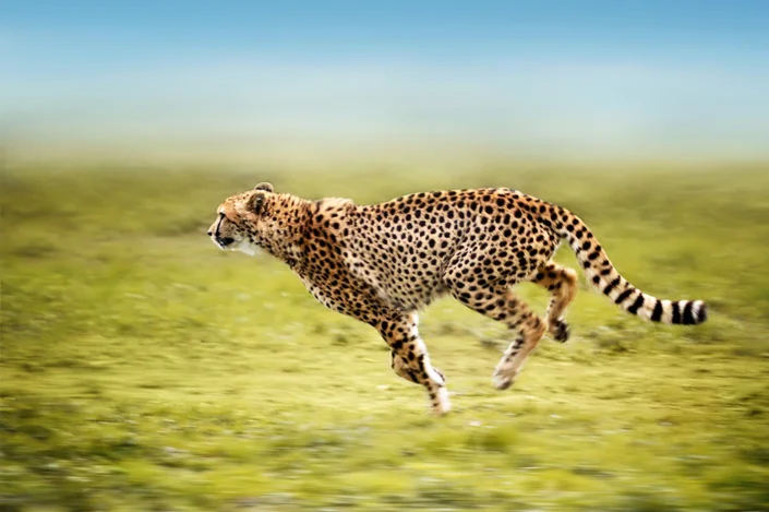 The cheetah is mostly tack sharp, yet its legs portrays motion.